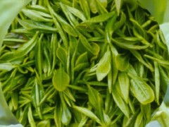 陜西西安 植物提取物的綠色寶藏與創(chuàng)新高地